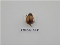 藏品(金龜子科)的圖片